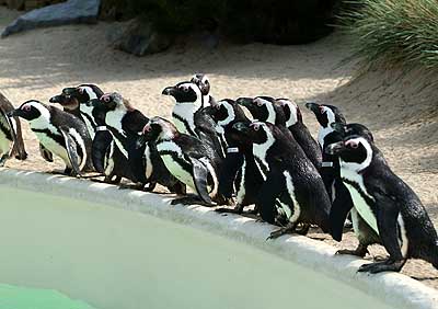 Aachener Zoo Aachener-Zoo-Pinguin-006